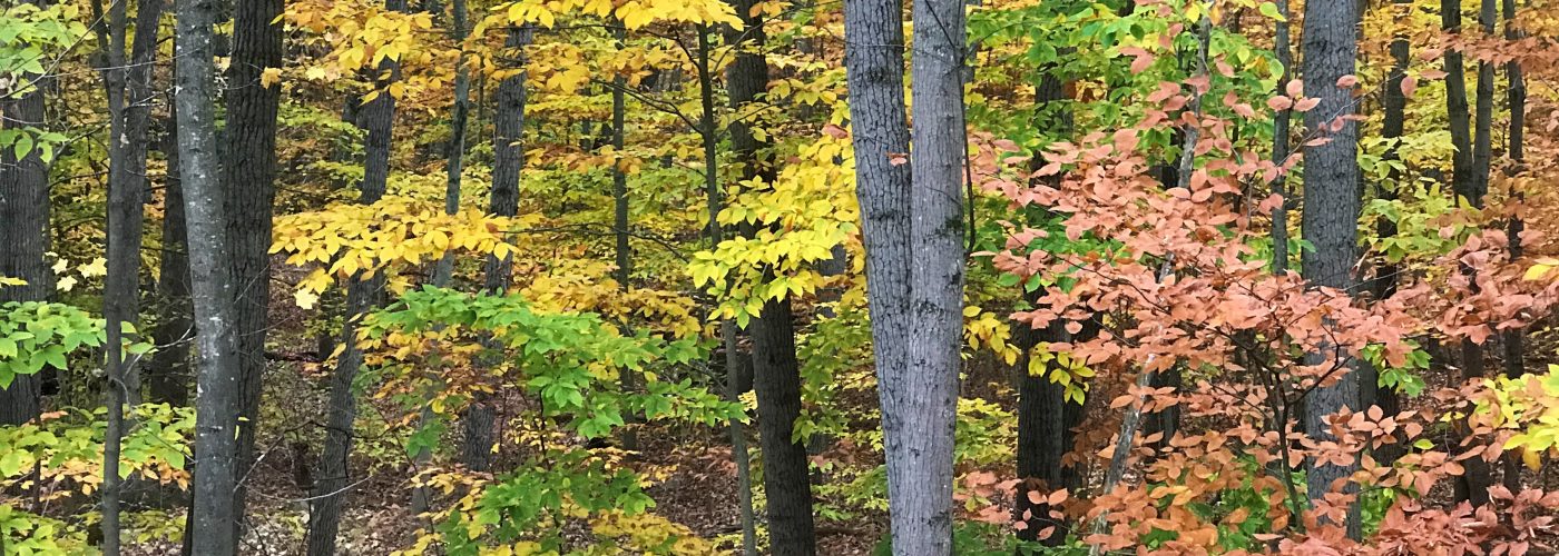 2017-11-05 14.32.54 Fall leaves in Connecticut