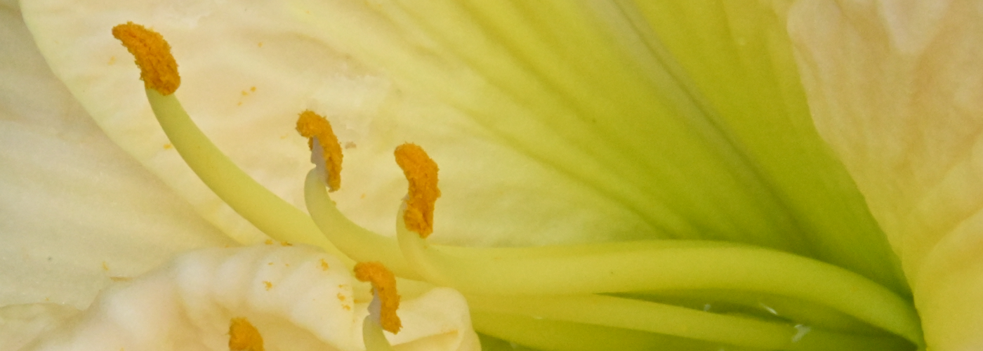 Flower Closeup Close up photograph of daylily