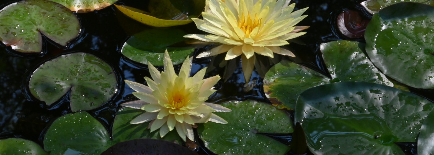 Screenshot 2020-07-14 14.24.46 Photograph of yiellow water lily