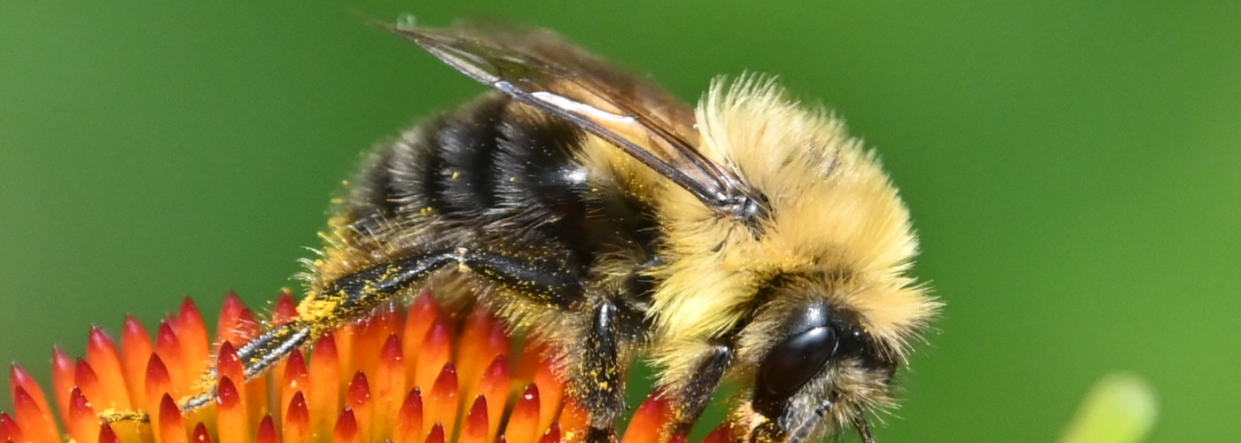 Screenshot 2020-07-26 15.51.48 Photograph of a Bee
