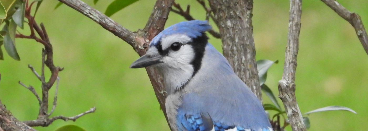 Screenshot 2020-11-22 13.37.26 Photo of Blue Jay