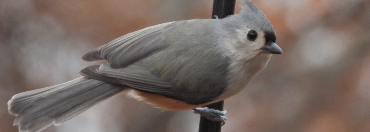 Screenshot 2020-11-22 13.40.20 Photo of Bird