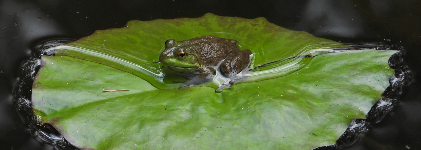 Screenshot 2020-11-22 14.24.34 Photo of Frog on lily pad