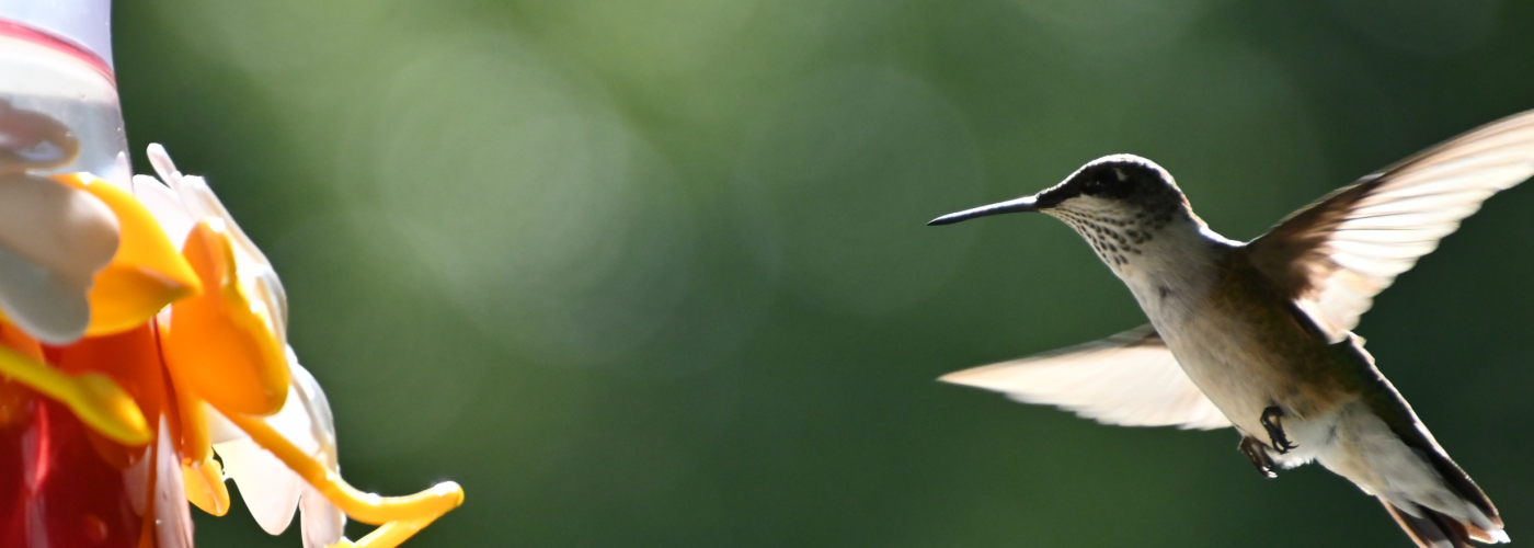 Screenshot 2020-11-22 17.03.14 Photo of Hummingbird