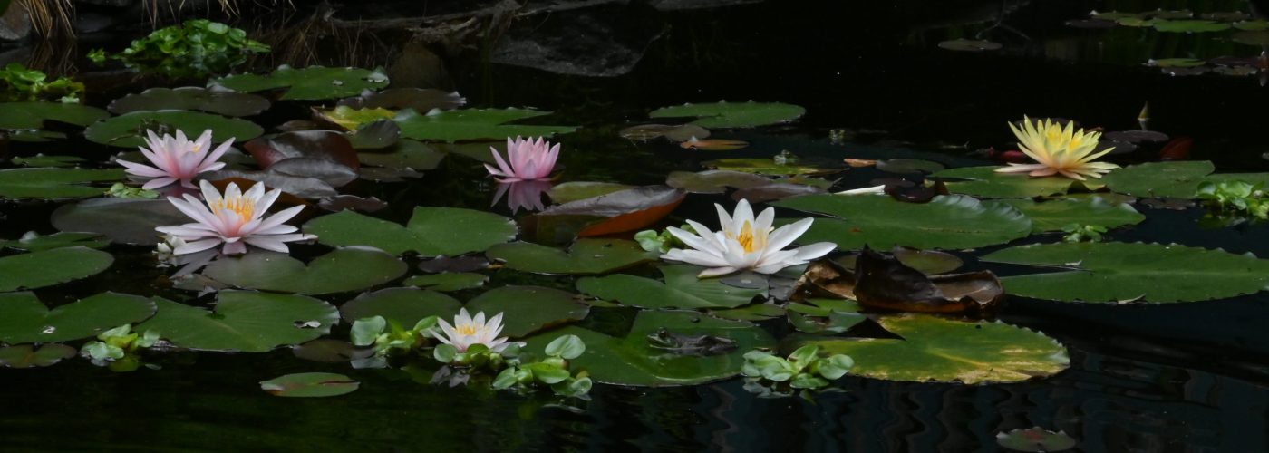 DSC_1949 Photo of Water Lilies